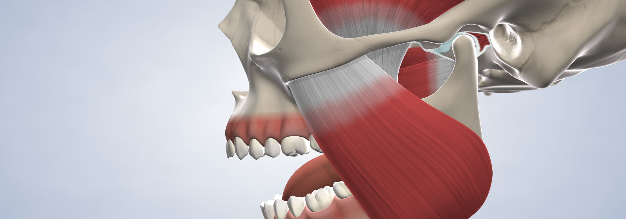 Jaw muscles and teeth.